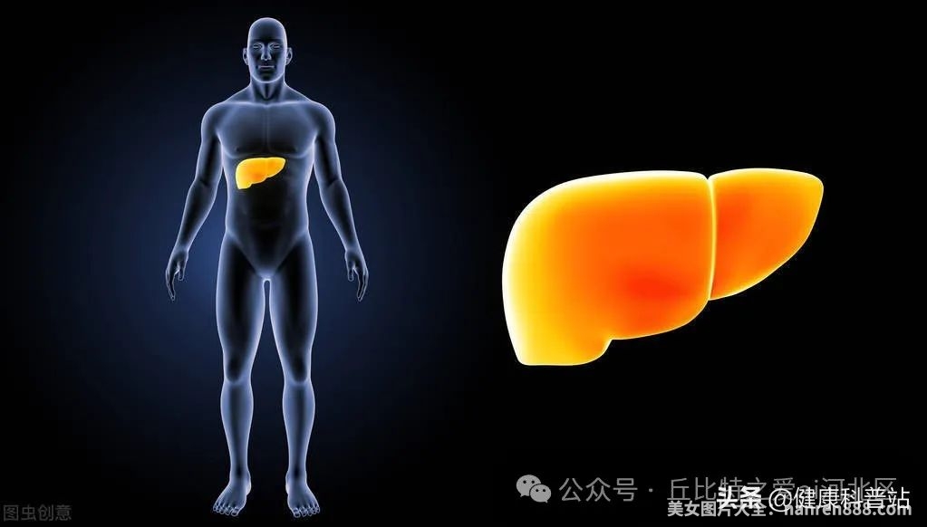 男人养肝必吃的四大类食物